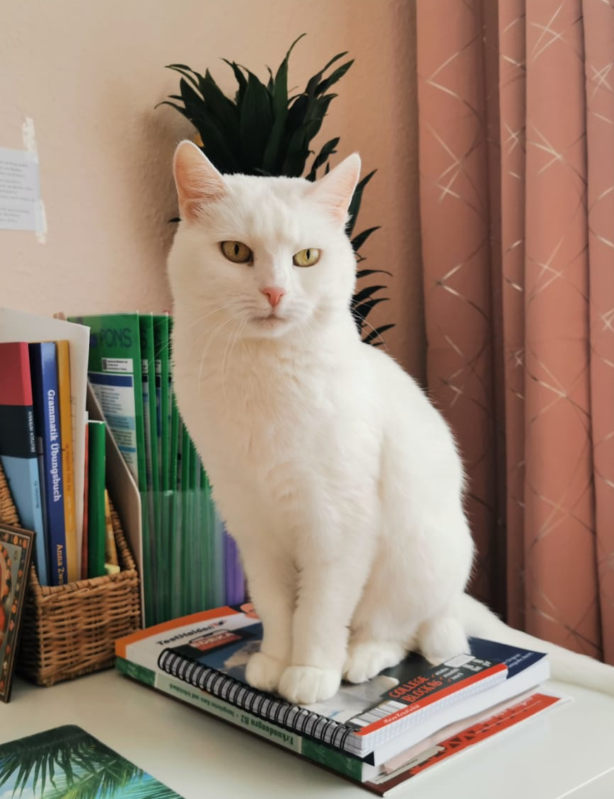 Weiße Katze sitzt aufrecht auf einem Bücherstapel vor rosafarbenem Vorhang.